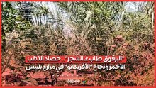 "البرقوق طاب عـ الشجر".. حصاد الذهب الأحمر ونجاح "الأفريكانو" في مزارع بلبيس
