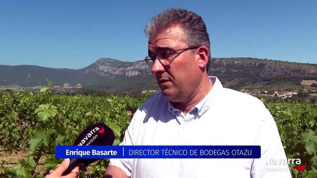 Bodegas Otazu recupera el Berués, un vino centenario
