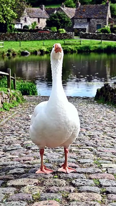 Goose 🦆