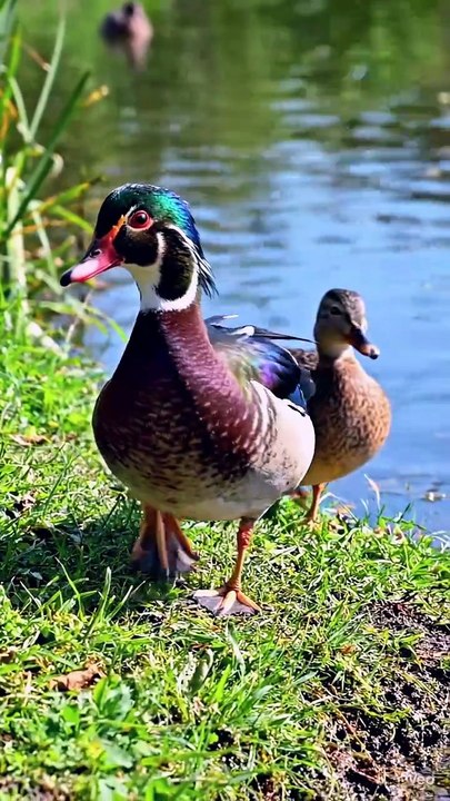 Ducks