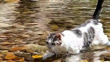 My Cat Loves To Play in Water #cat #kingdomofawais