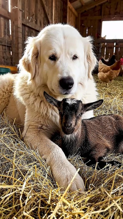 Dog Loves Baby Goat #dog #goat #kingdomofawais