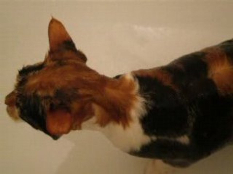 Le bain d'eglantine