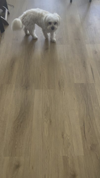 Mon petit bichon au pied… 🐾🐶👍