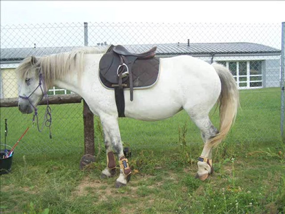 Journée meg poney