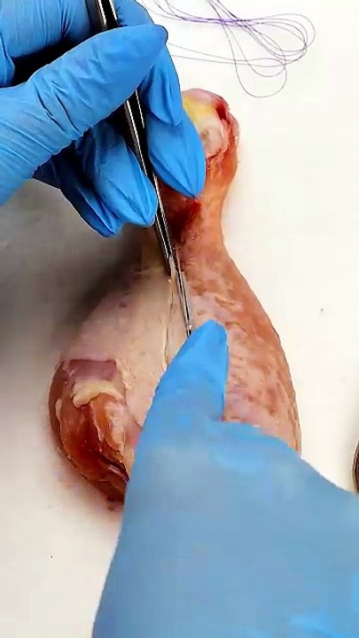 Chicken Drumstick Stitching Up!🍗🧵