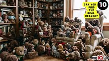 #YourEyesVsTheBeavers 👀⚔️🦫 Can You Find the Real Beaver? 🦫