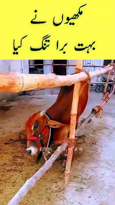 Makhio Ne Bohat Bura Tang Kia 😳