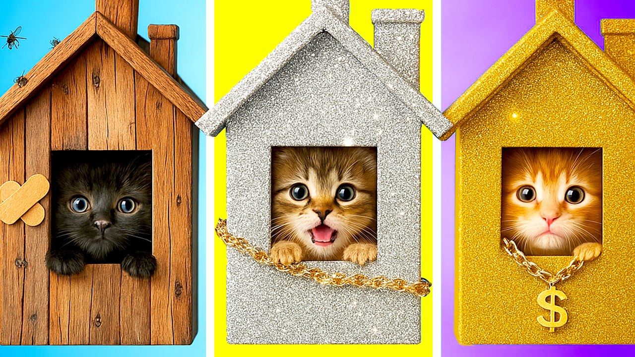 Secretly Caring for a Tiny Kitten in My DIY Hideaway