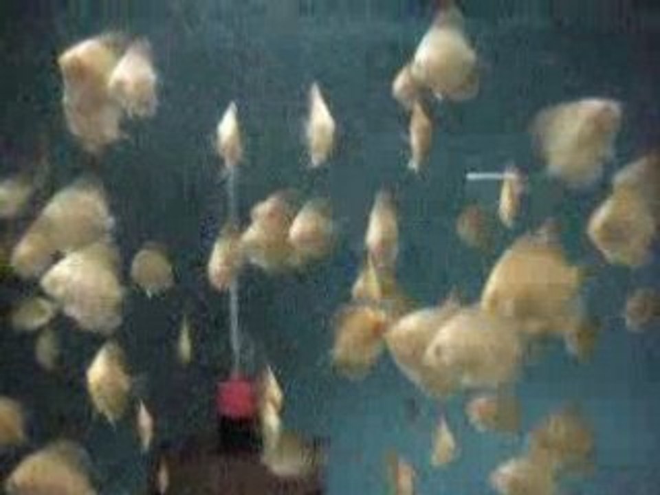 Artemia avı