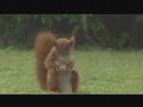 le roi pelé pub carlsberg écureuil