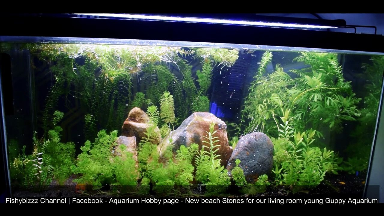 Aquascaping - beach rocks for planted aquarium 1080P