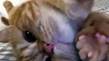 #funny_pets_animals_funny