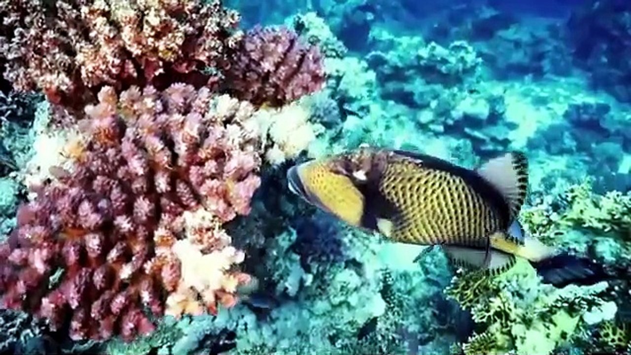 OCEANIC SERENITY