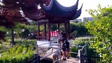 水月公園のショウブ2026