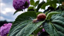 梅雨時に紫陽花の葉にカタツムリが乗っている