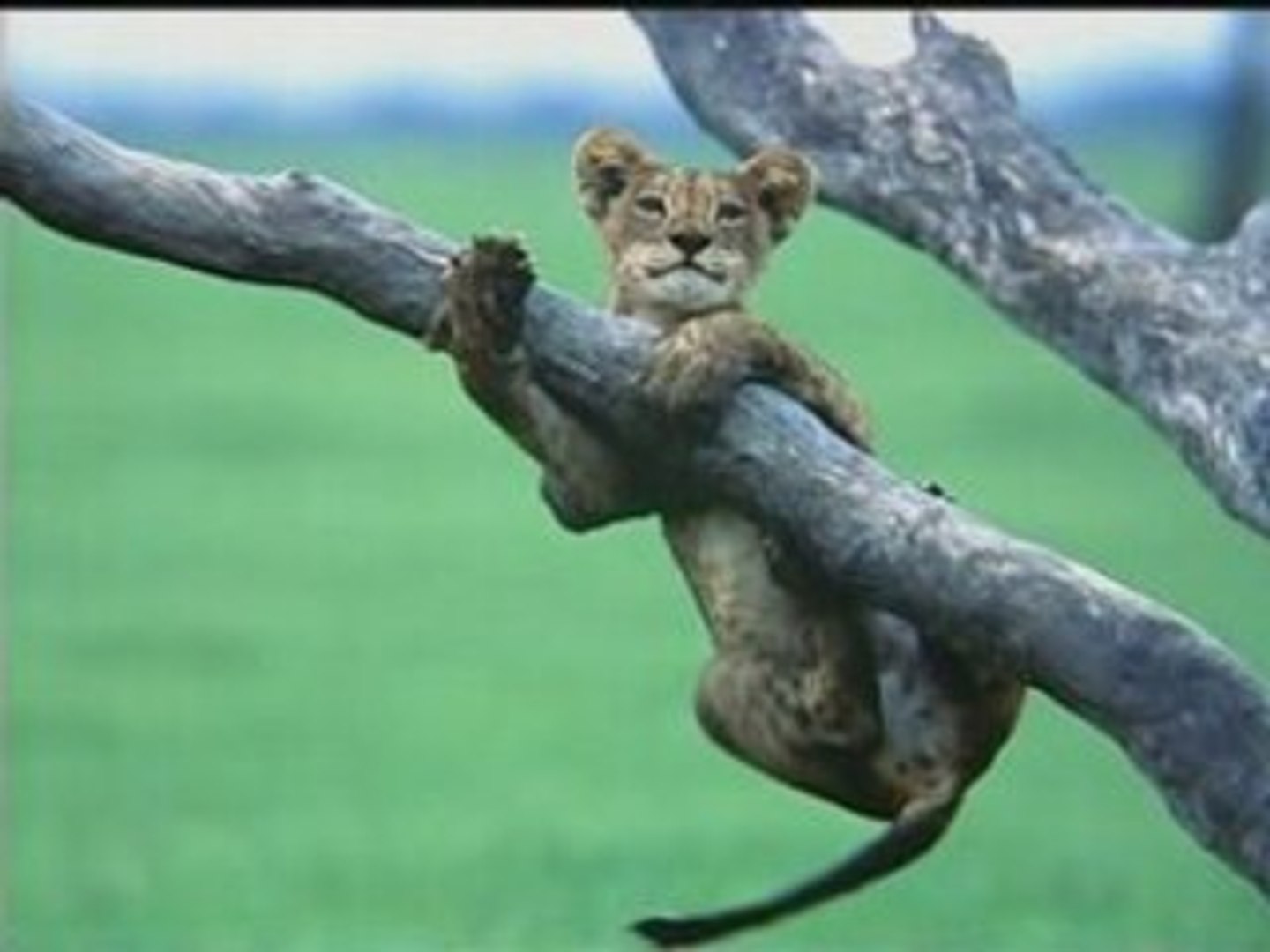 National Geographic Les Photographes2 - 