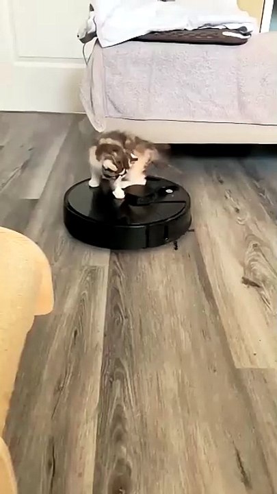 Tu Ru Ru Ru 💗🦚✨🐱