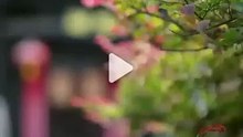 Immortal's Modern Love Chase | Chinese Drama | Eng Sub HD | Engsub | Full Movie Drama #DramaFlixHub [Full Movie]
