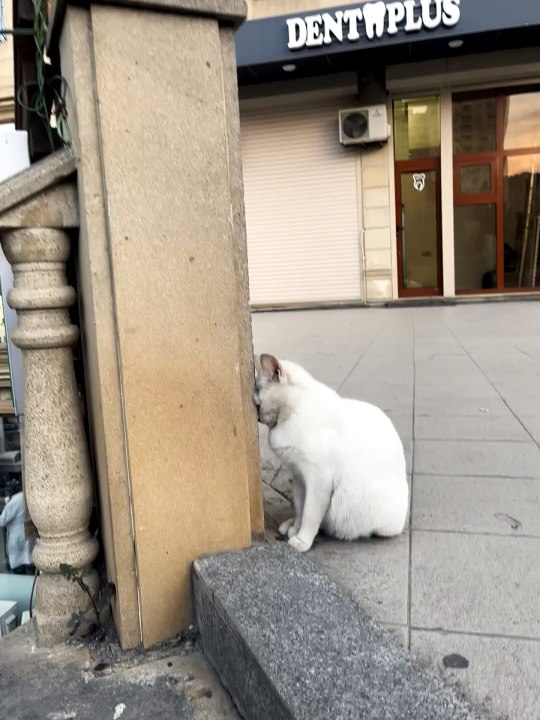 cat