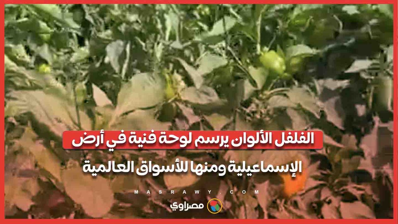 الفلفل الألوان يرسم لوحة فنية في أرض الإسماعيلية ومنها للأسواق العالمية