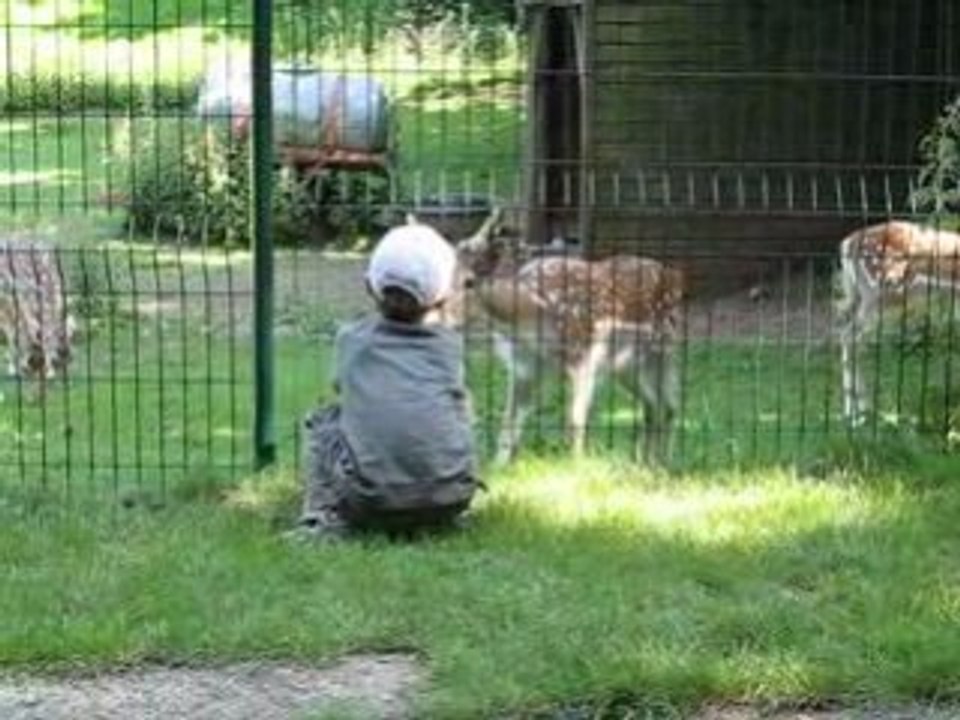 les daims à chauray