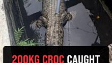 10-foot crocodile rescued from storm drain in Banting