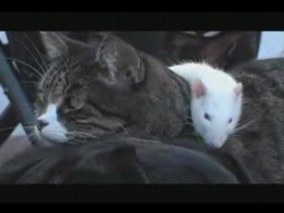 The dog et the cat