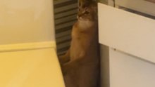 The cat balances on one hind leg while visiting the litter box.