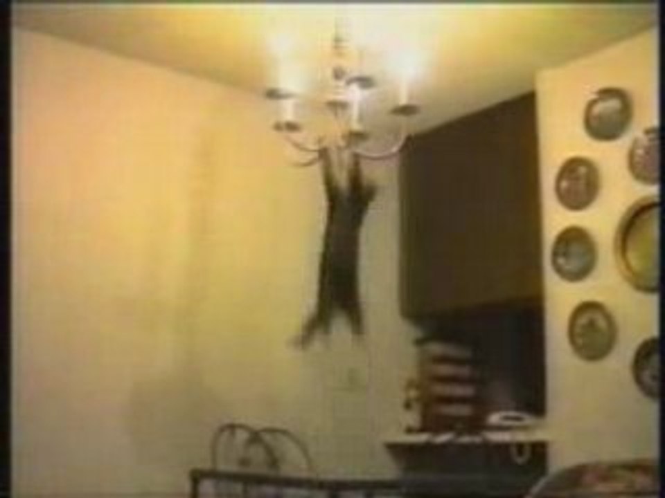 YouTube - compile chat drole gag