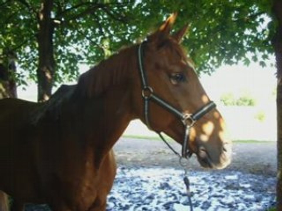 Aprem au cheval
