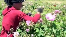 Türkiye'nin pembe hazinesi: 4 tondan üretip, kilosunu 645 bin TL'ye satıyorlar