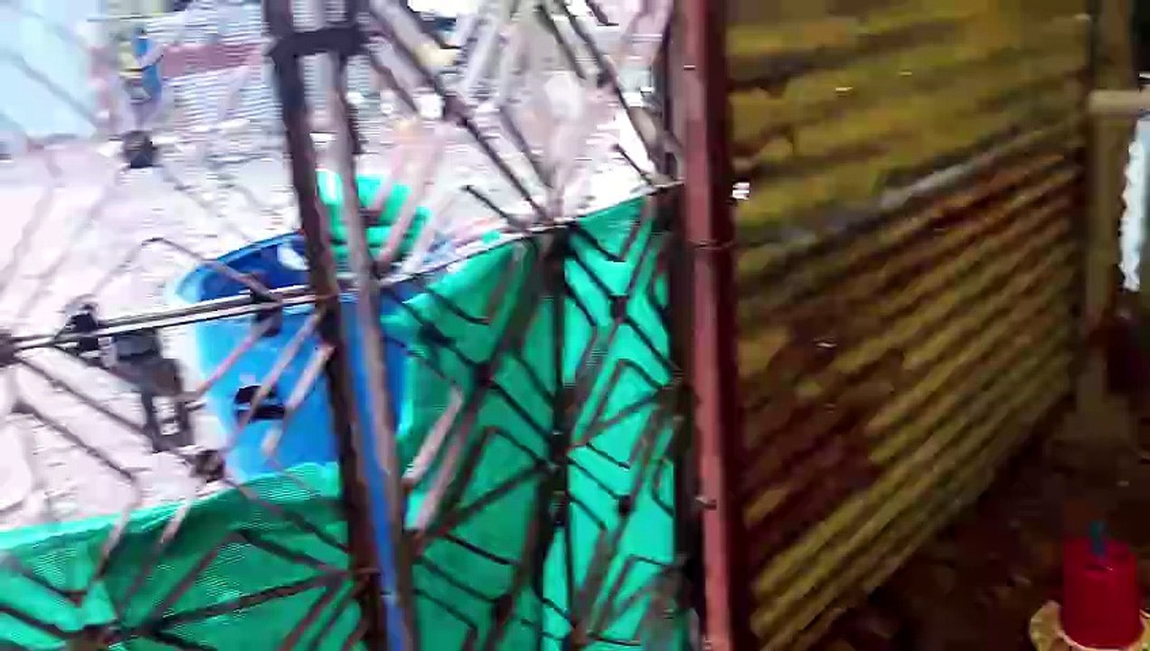 Murgi palan