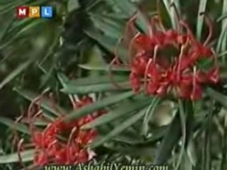 Yunus Emre - Vuslat Eri Olan Kişi