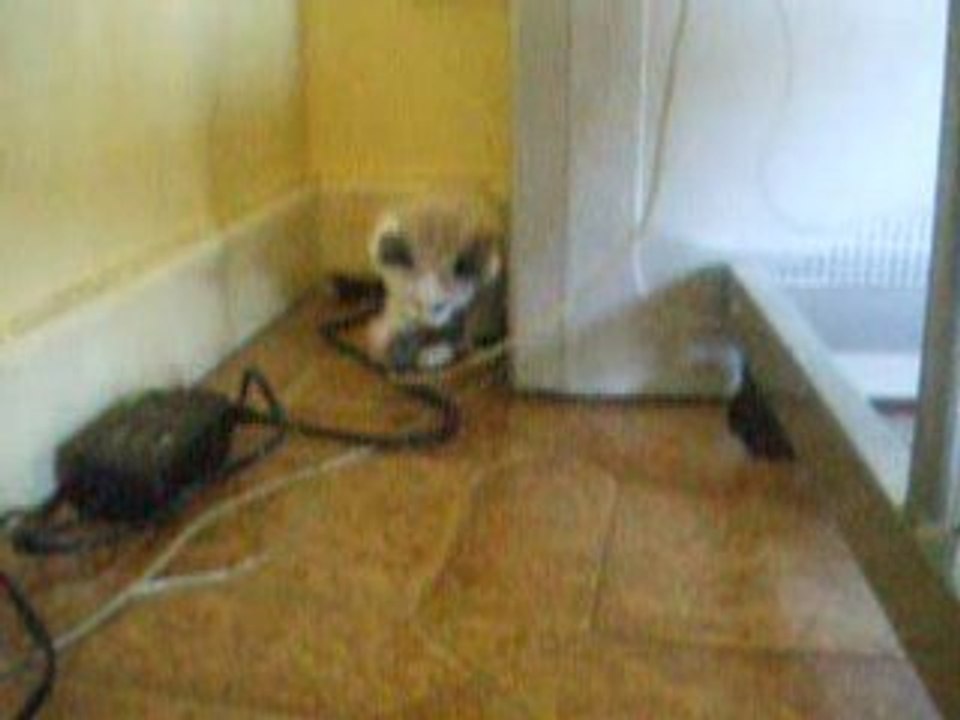 DSCF1217