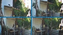 Yumurtaları alıp götüren karga kamerada