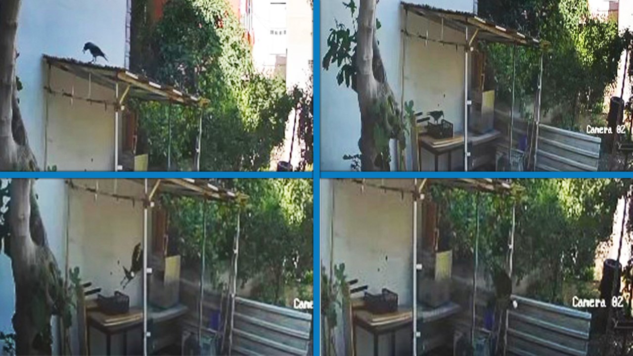 Yumurtaları alıp götüren karga kamerada
