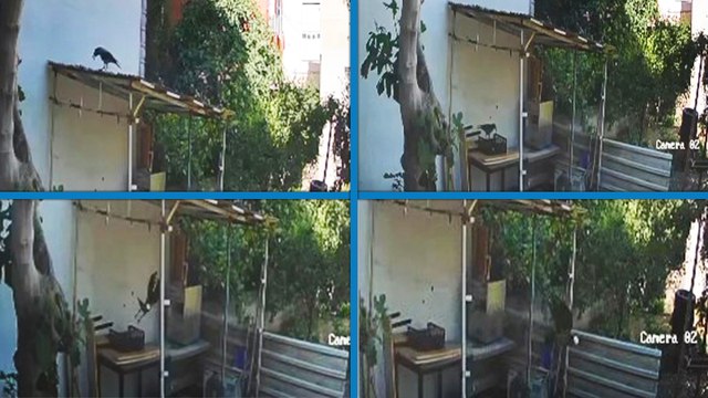 Yumurtaları alıp götüren karga kamerada