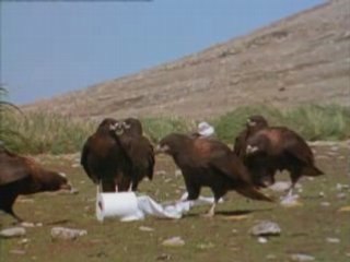 NATIONAL GEOGRAPHIC  CARACARAS LES PIRATES DES MALOUINES.1