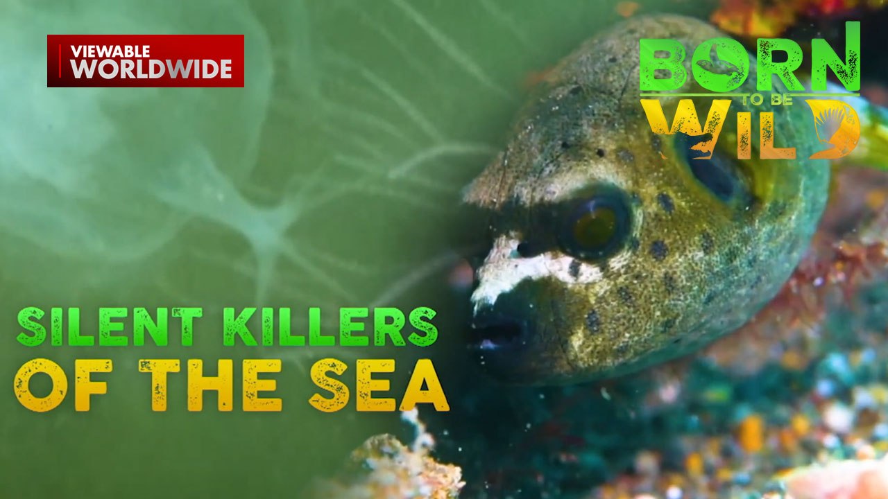 Lamang-dagat na nakamamatay?! | Born To Be Wild