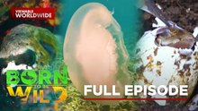 Deadly Ocean Creatures; Philippine Crocodile Egg Survival | Born To Be Wild (Full Episode)