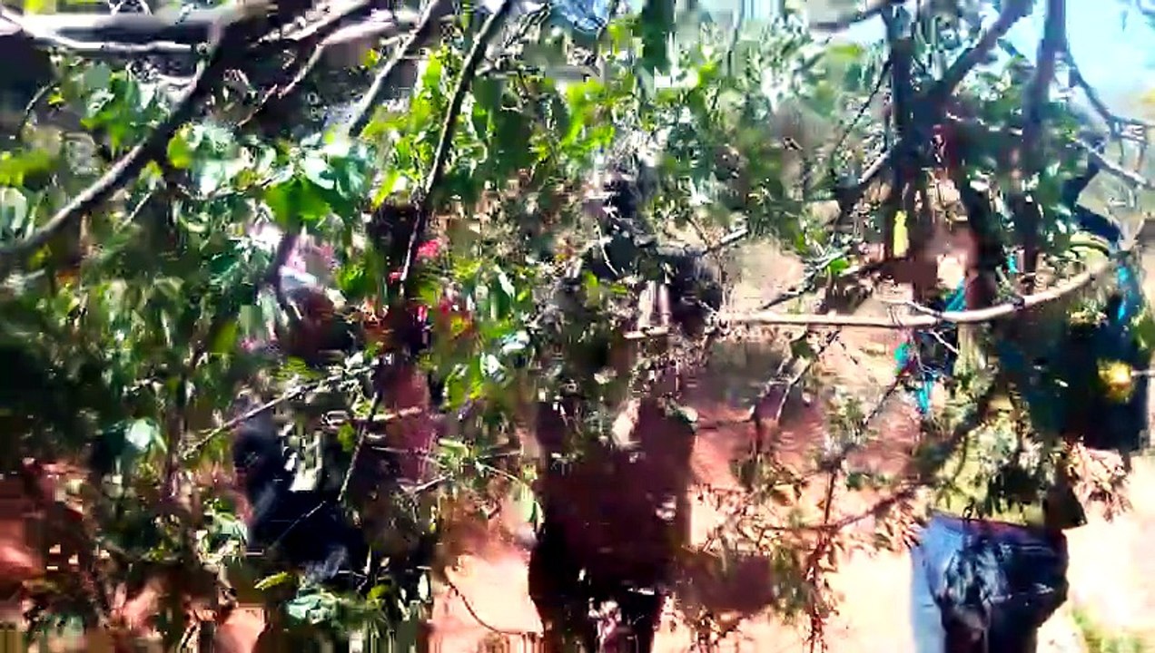 🔥Hadzabe Tribe Eating Wild Fruits in the Forest | Maisha Halisi ya Watu wa Asili Tanzania