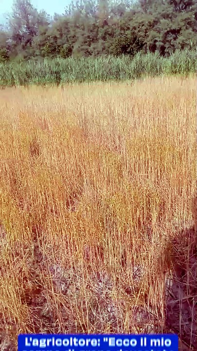 L'agricoltore: "Ecco il mio campo di grano devastato dalle oche selvatiche"