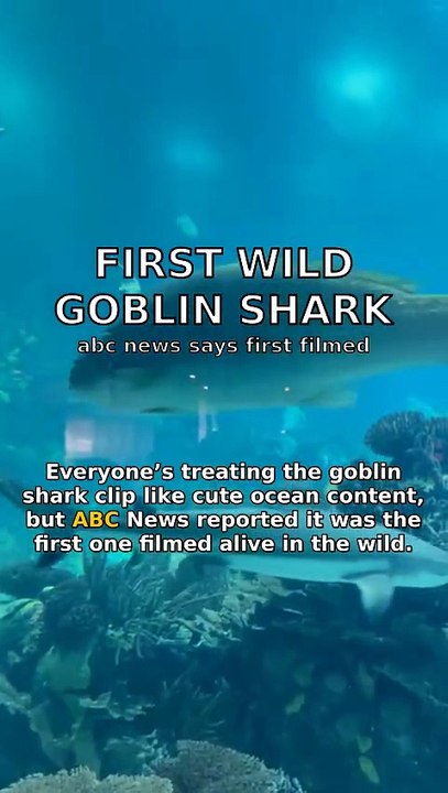 Goblin shark sighting exposes ocean blind spots