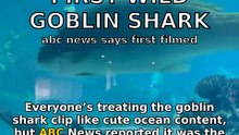 Goblin shark sighting exposes ocean blind spots