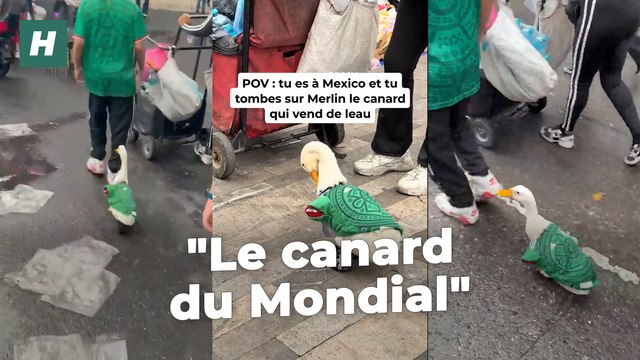 Merlin, un canard devenu la mascotte de l'équipe mexicaine, fait fureur sur les réseaux sociaux