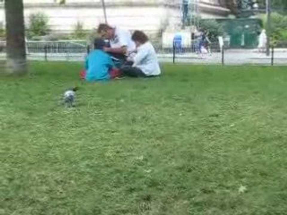 La marche du Pigeon