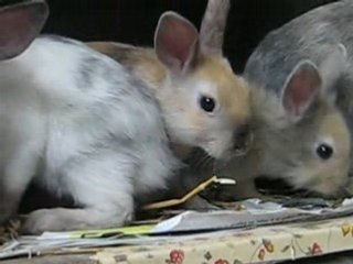 Les petits lapins 084