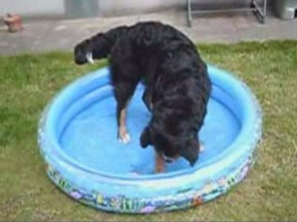 Calisto dans la piscine