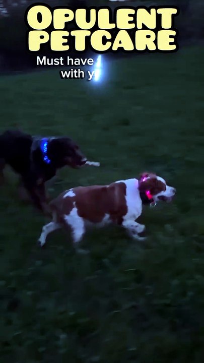 Pet LED Collar